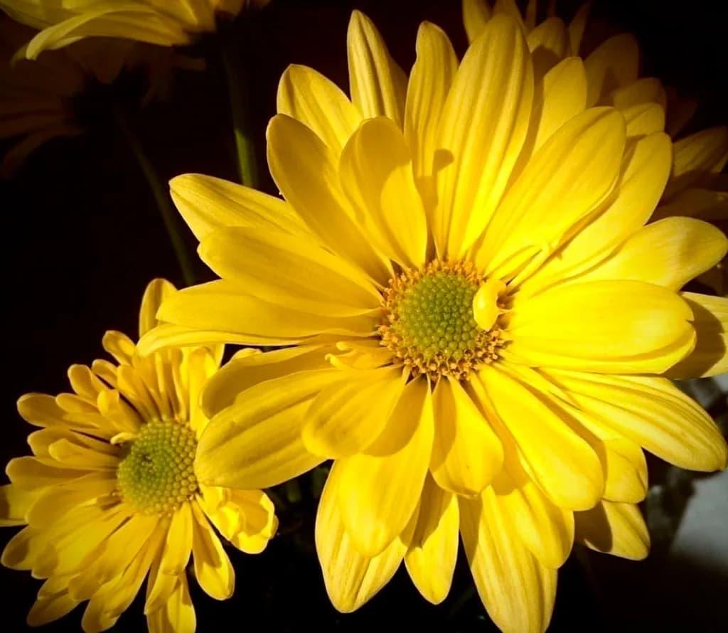 Yellow Daisy Bloom