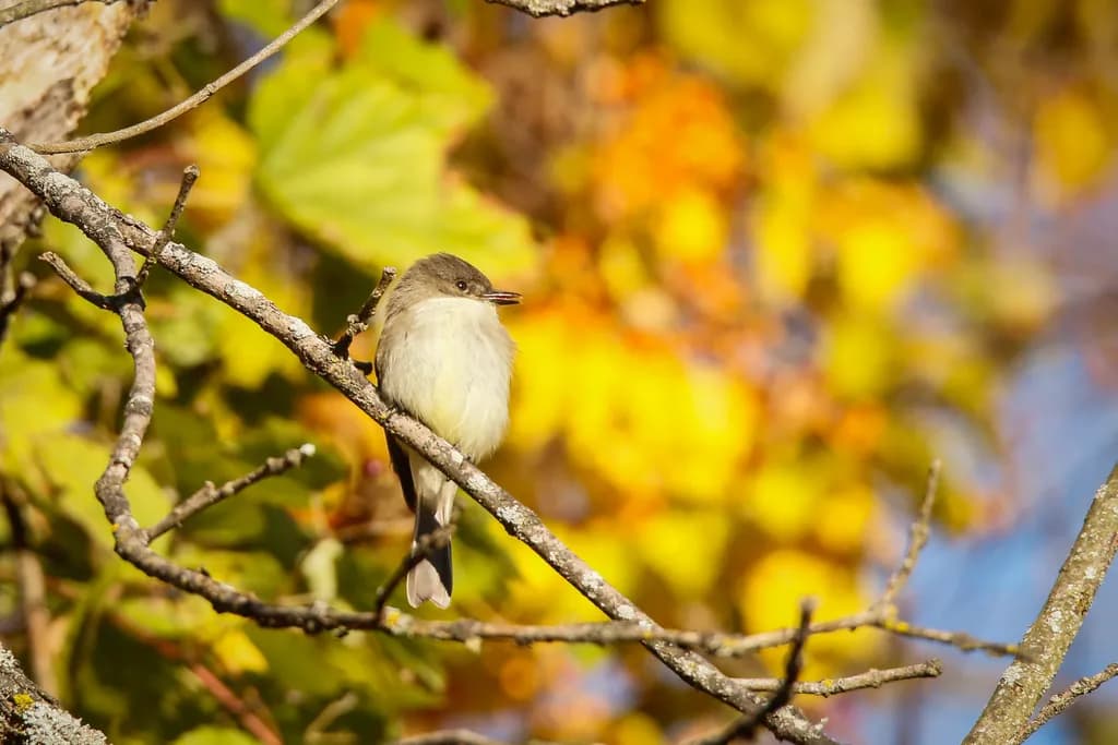 Autumn Perch