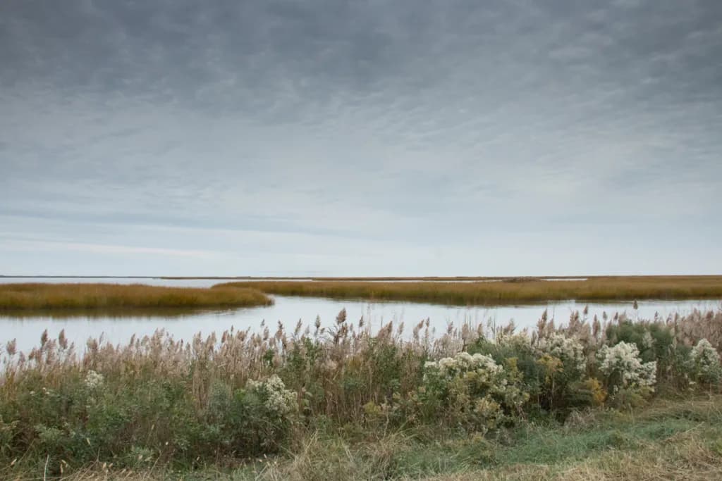 Marsh Reflections