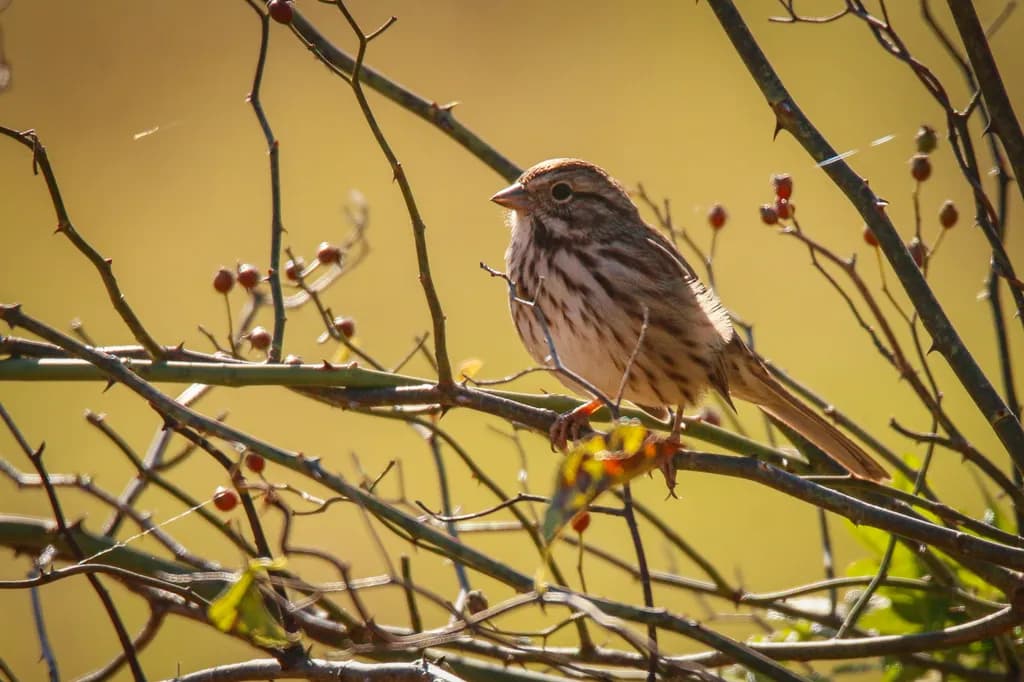 Nature's Perch