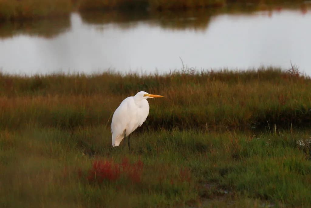 Graceful Presence