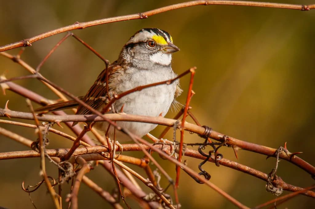 Nature's Watcher