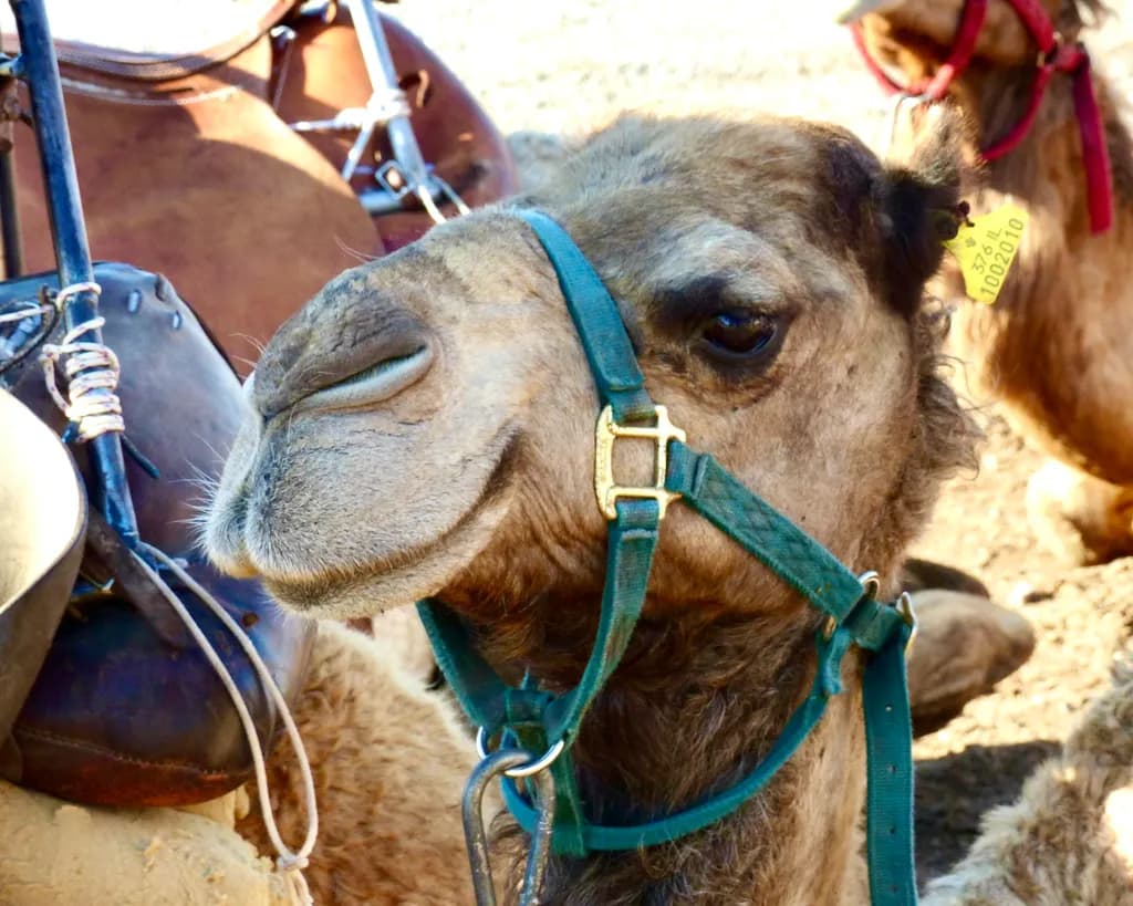 Happy Camel