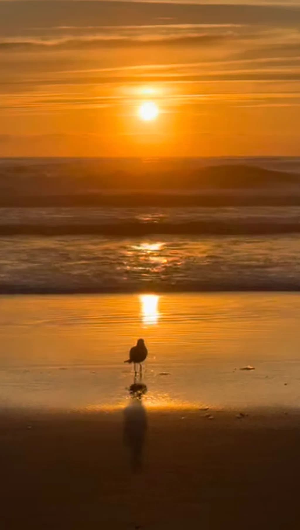 Golden Reflections: A Seagull at Sunset on the Shoreline