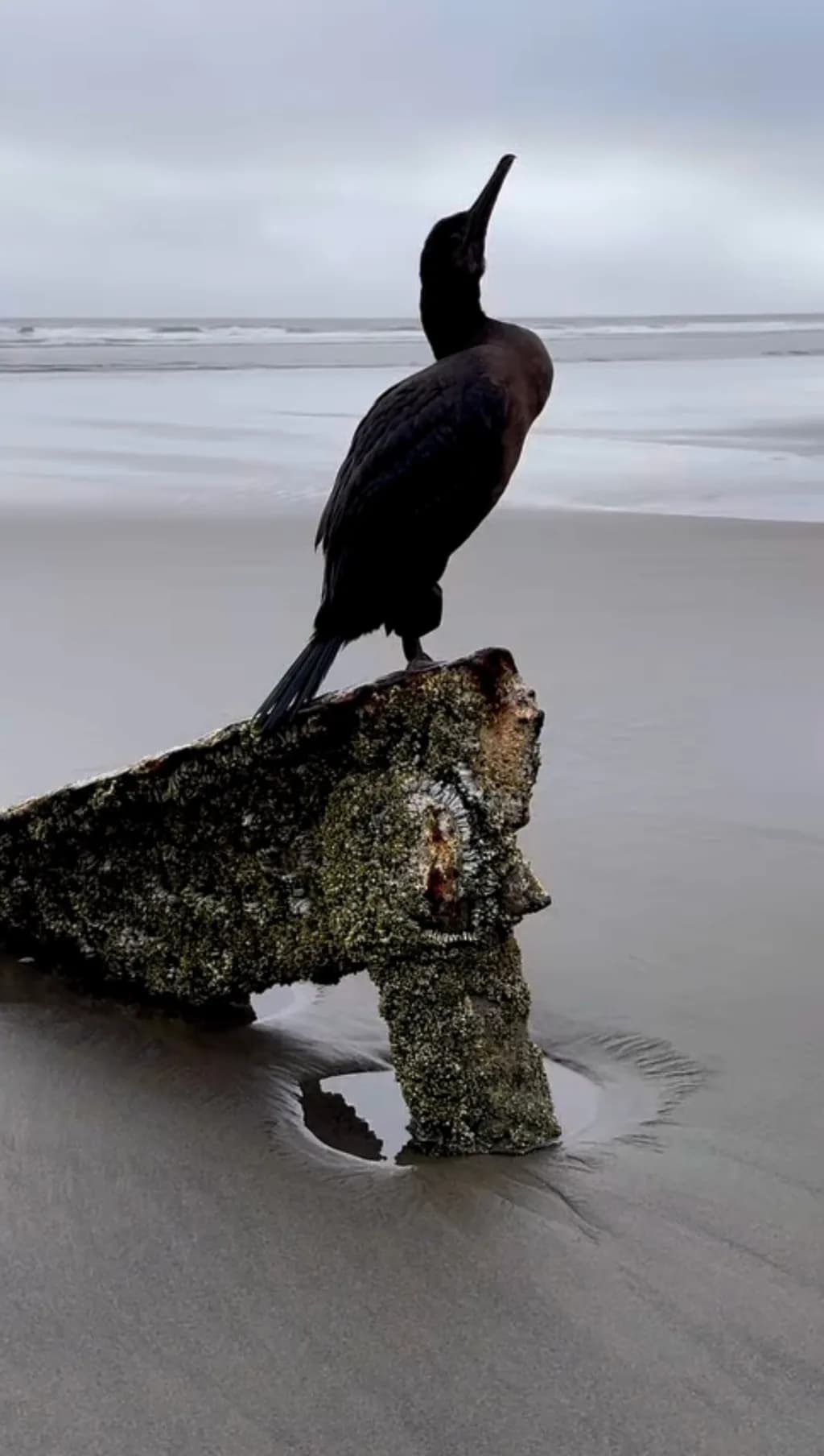 Serene Coastal Perch: A Bird's Tranquil Moment by the Shore