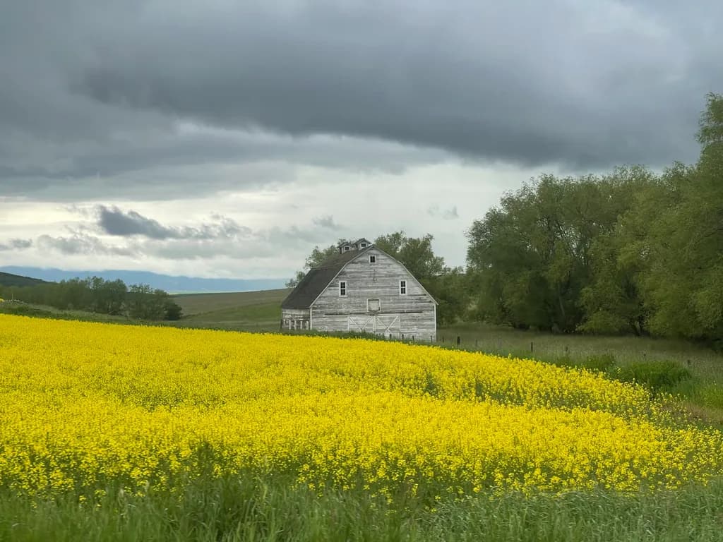 Whispers of the Past: A Rustic Barn Amidst Golden Fields and Stormy Skies