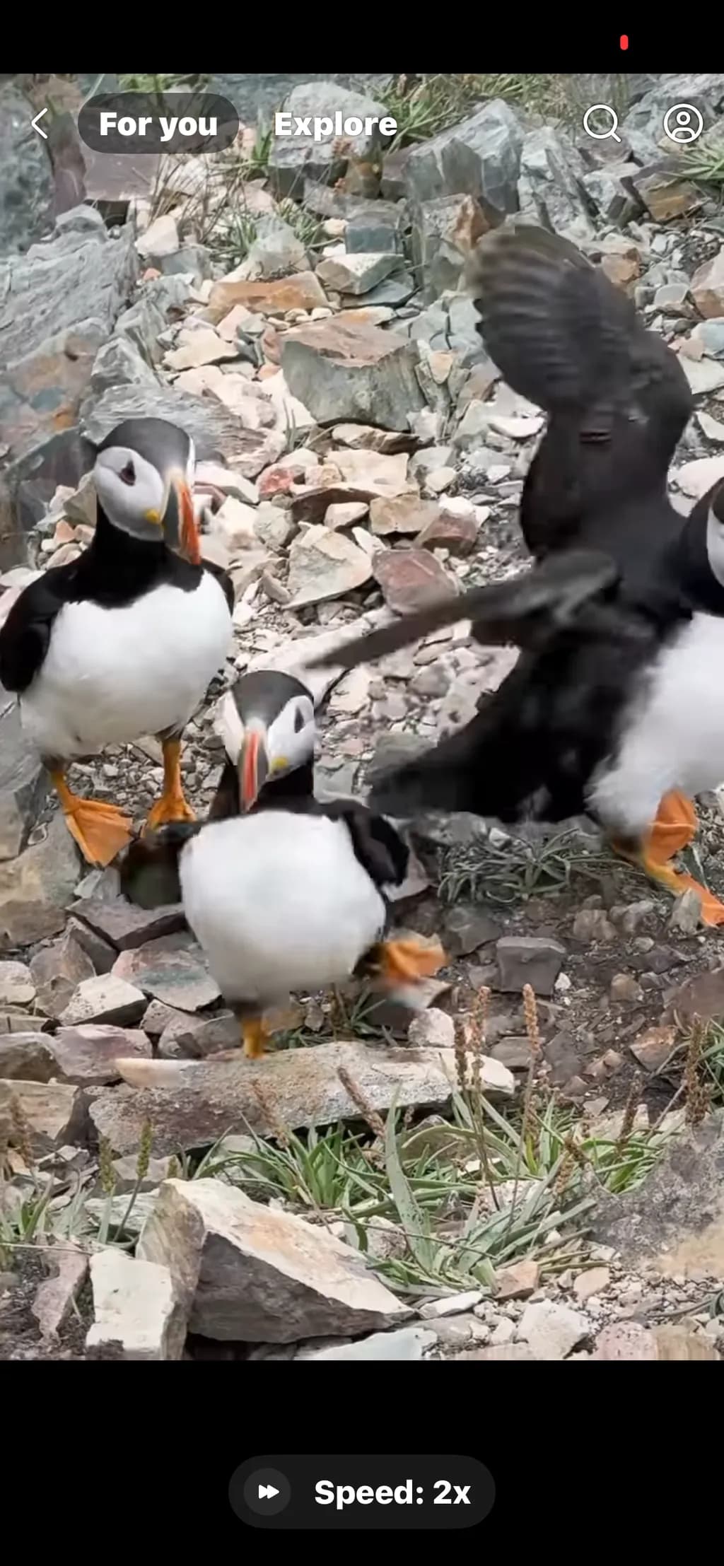 Puffin Playtime