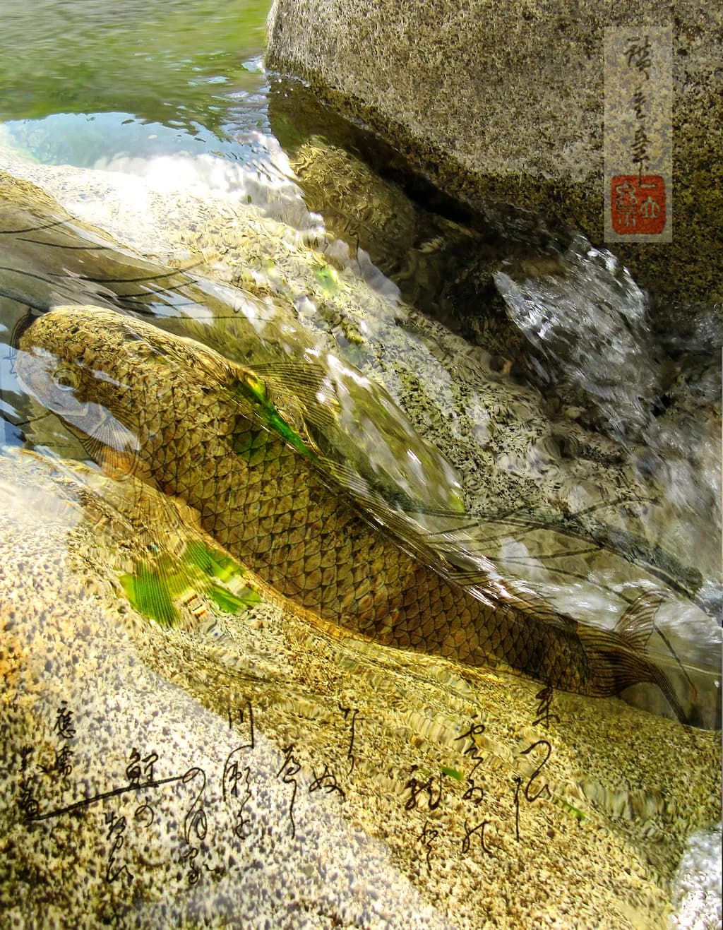 Serenity Beneath the Surface: A Tranquil Reflection of Nature's Artistry