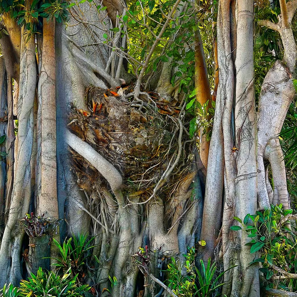 Whispers of the Forest: A Tapestry of Roots and Foliage in Nature's Embrace