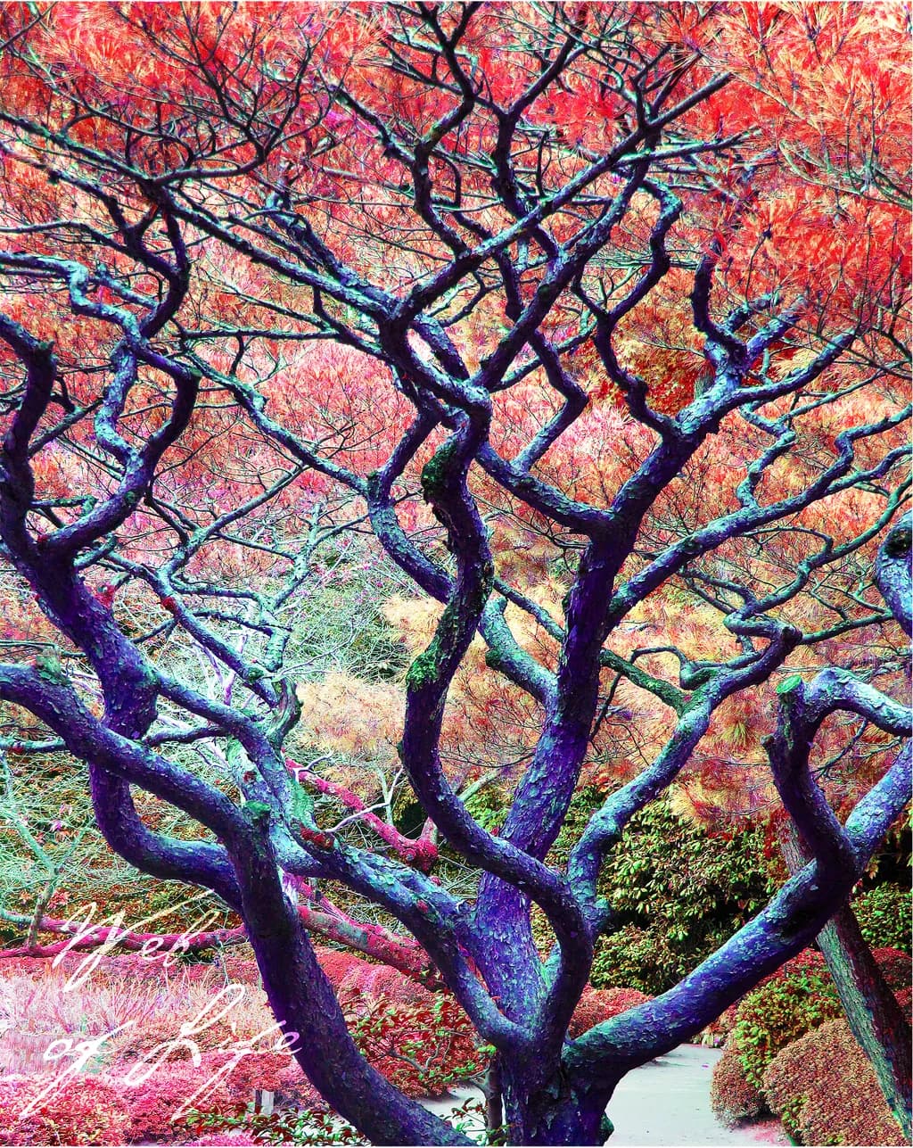 Vibrant Tapestry of Autumn: Nature's Abstract Dance of Branches