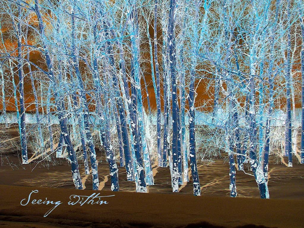 Whispers of the Frosted Grove: A Journey Within the Trees