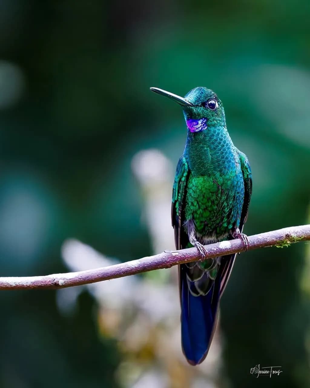 Perched Hummingbird Glow