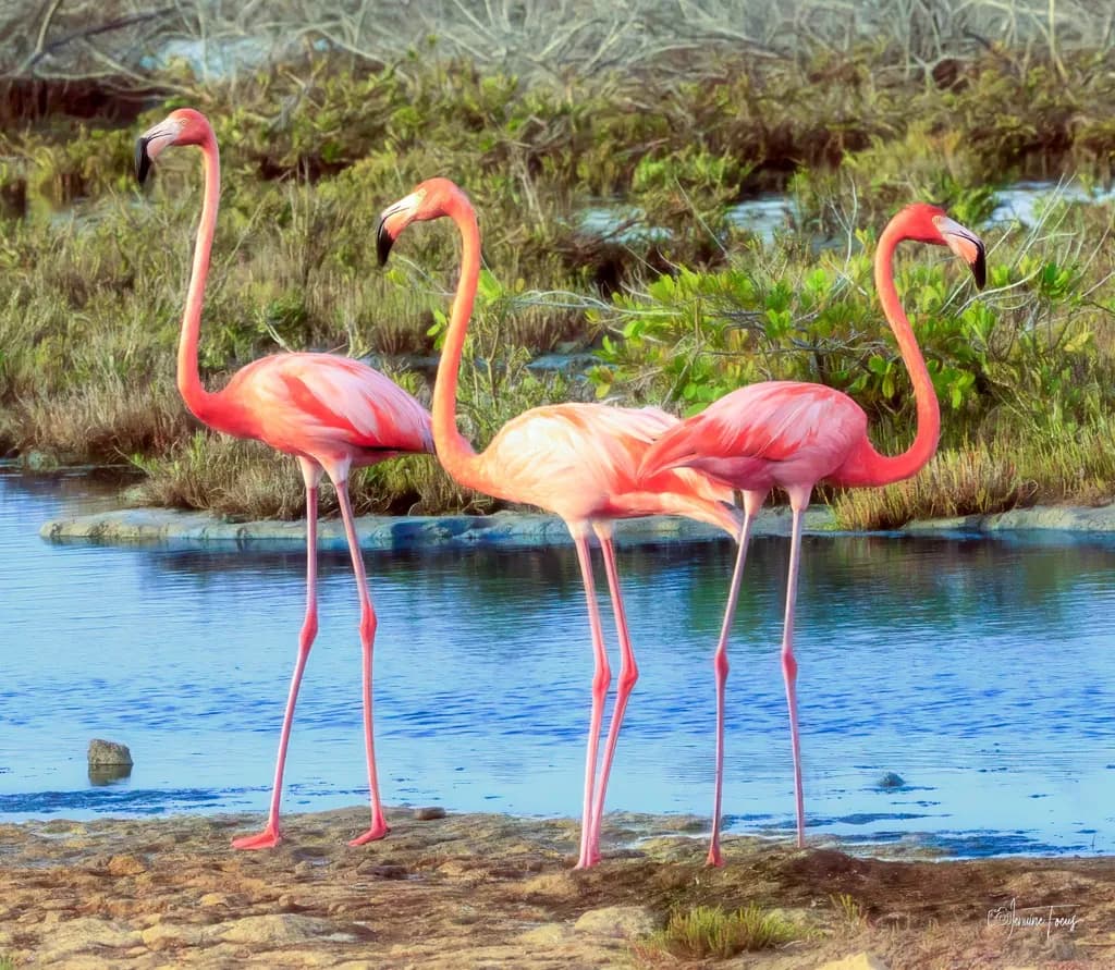 Flamingos by the Wetland