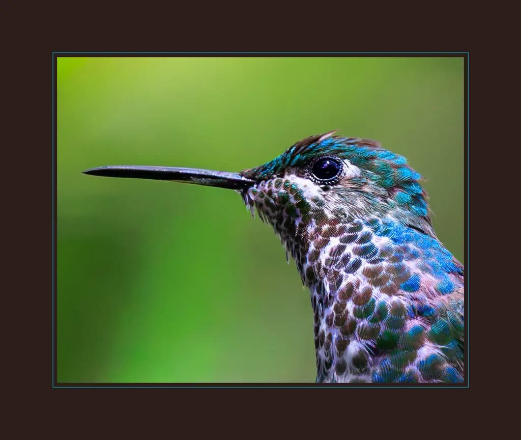 Colorful Hummingbird Profile