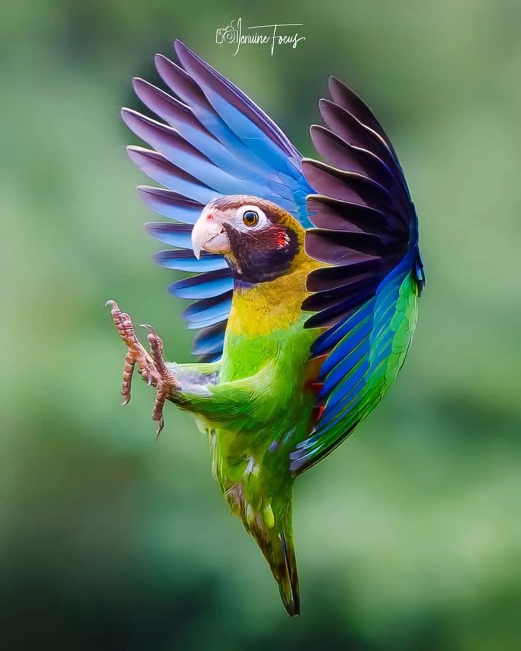 Colorful Bird Flight
