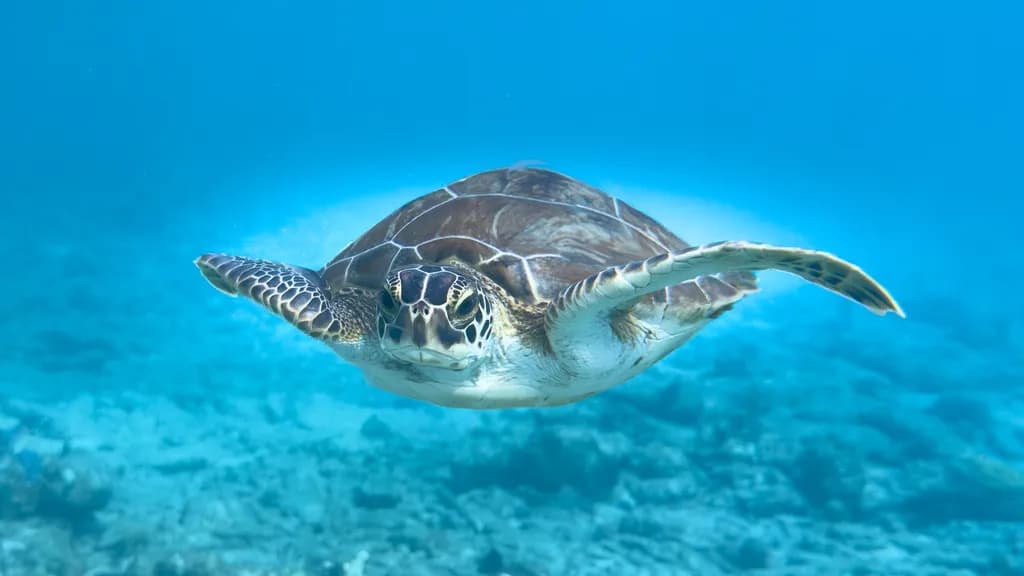 Sea Turtle Glide