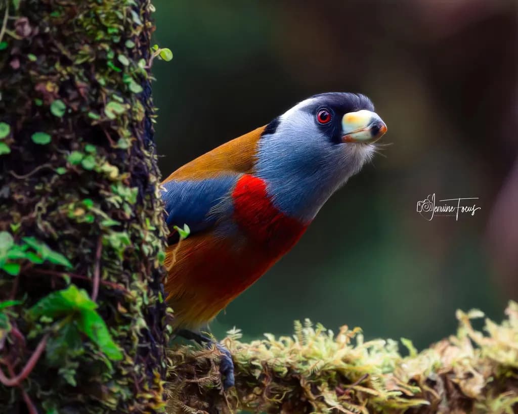 Colorful Forest Bird