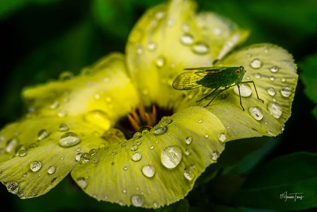 Dewdrop Landing