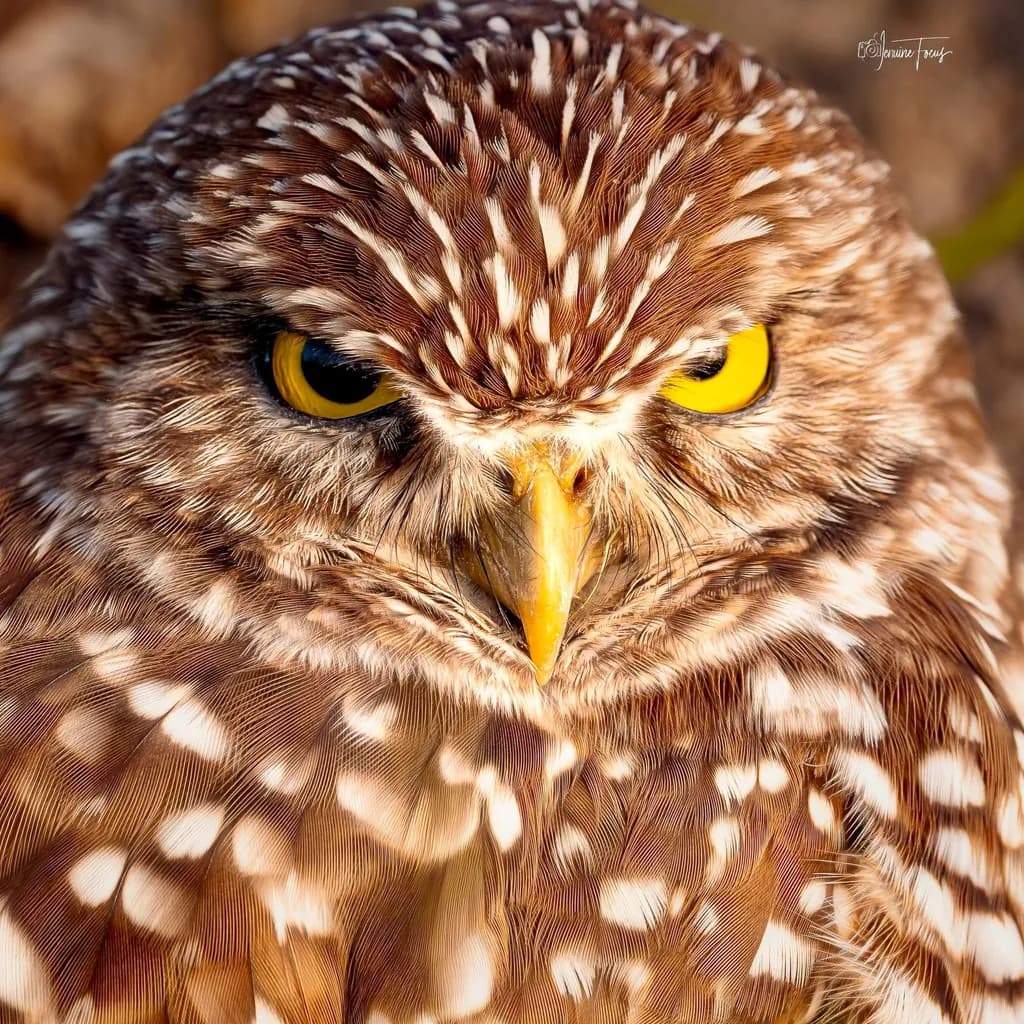 Golden Gaze