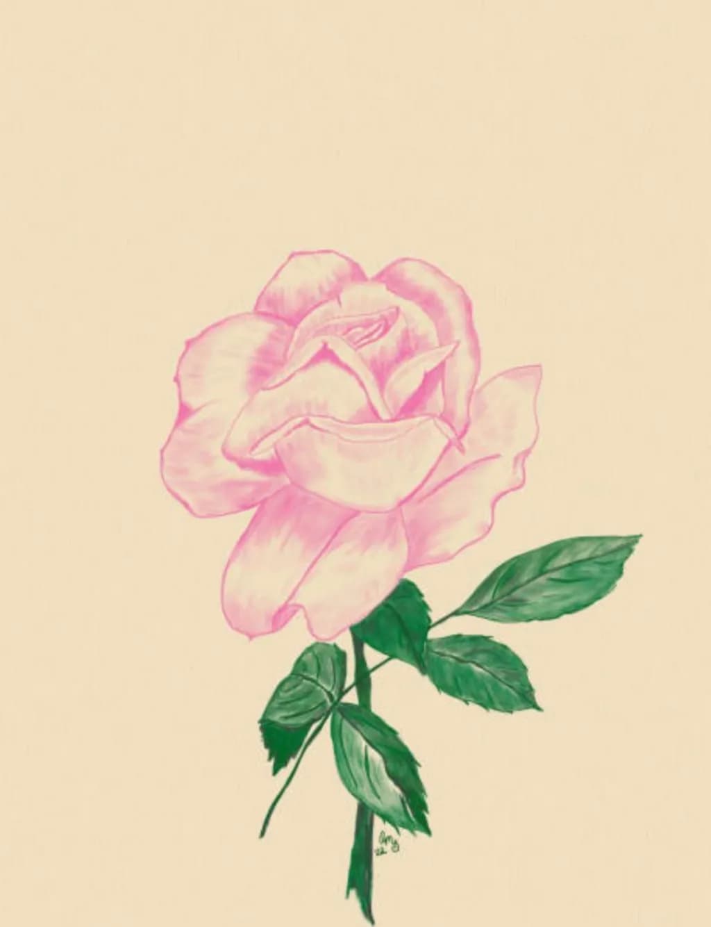 Blush Rose