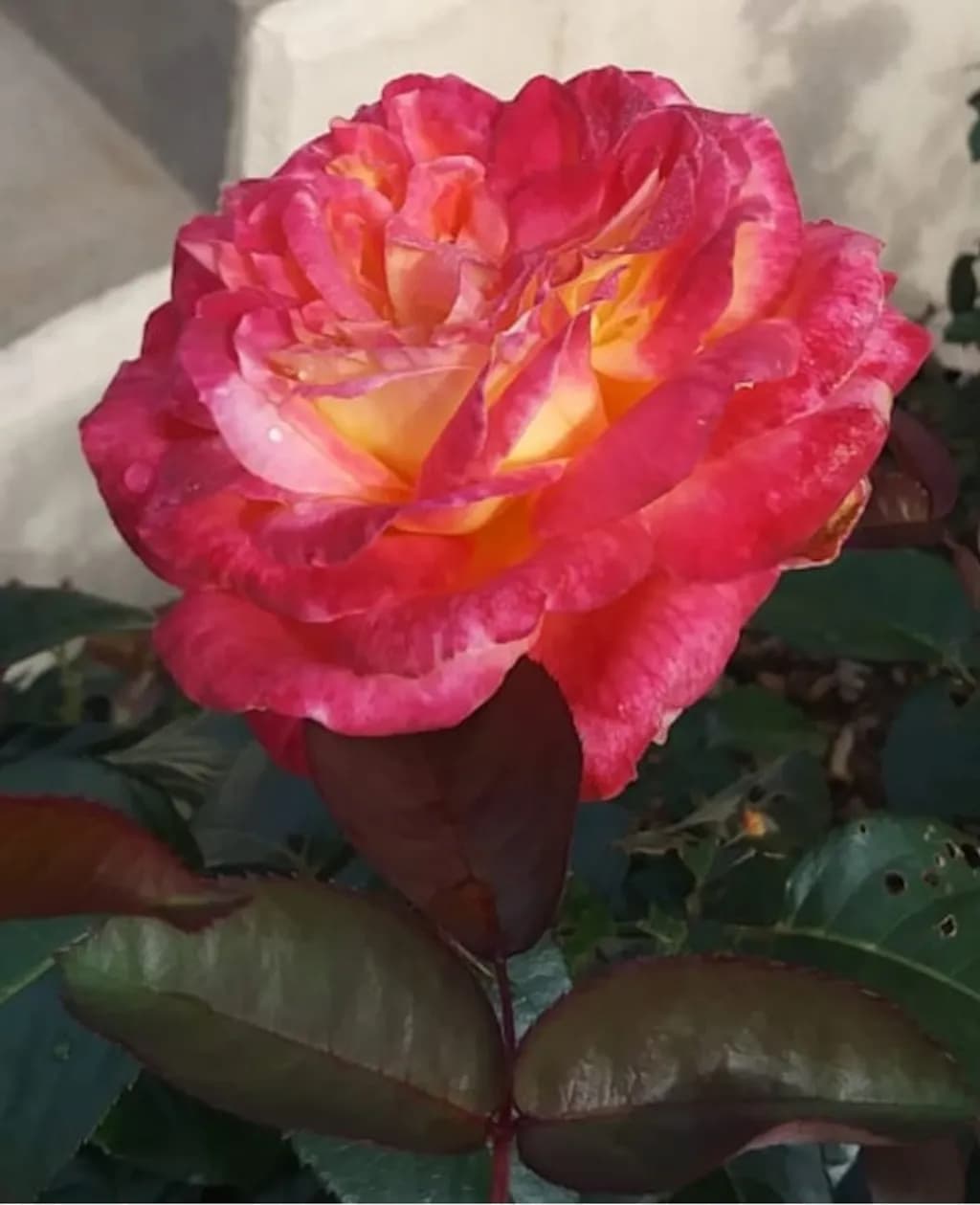 Sunlit Blush Rose