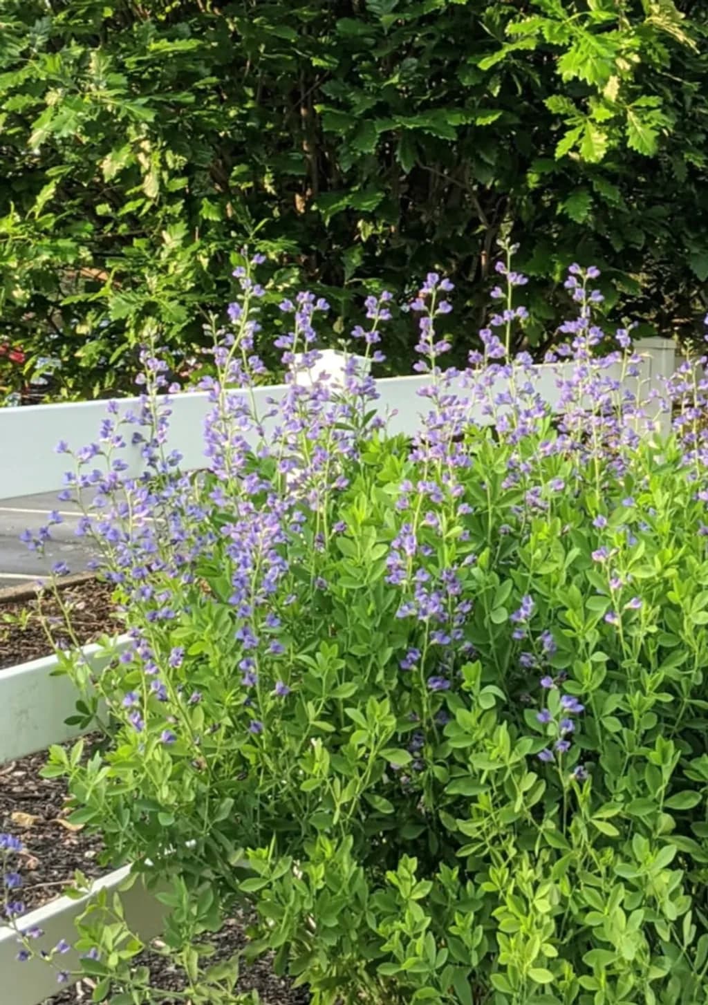 Purple Bloom Fenceline