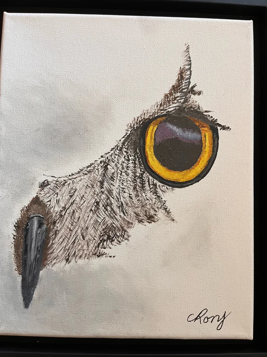 Owl Eye Closeup