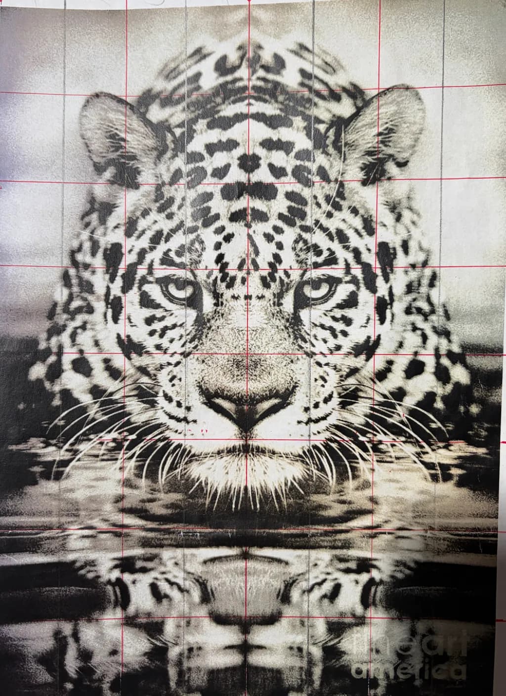 Jaguar Reflection