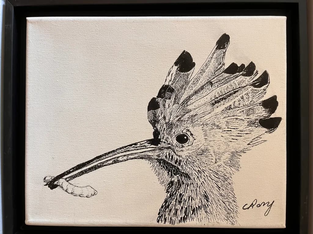 Hoopoe Portrait