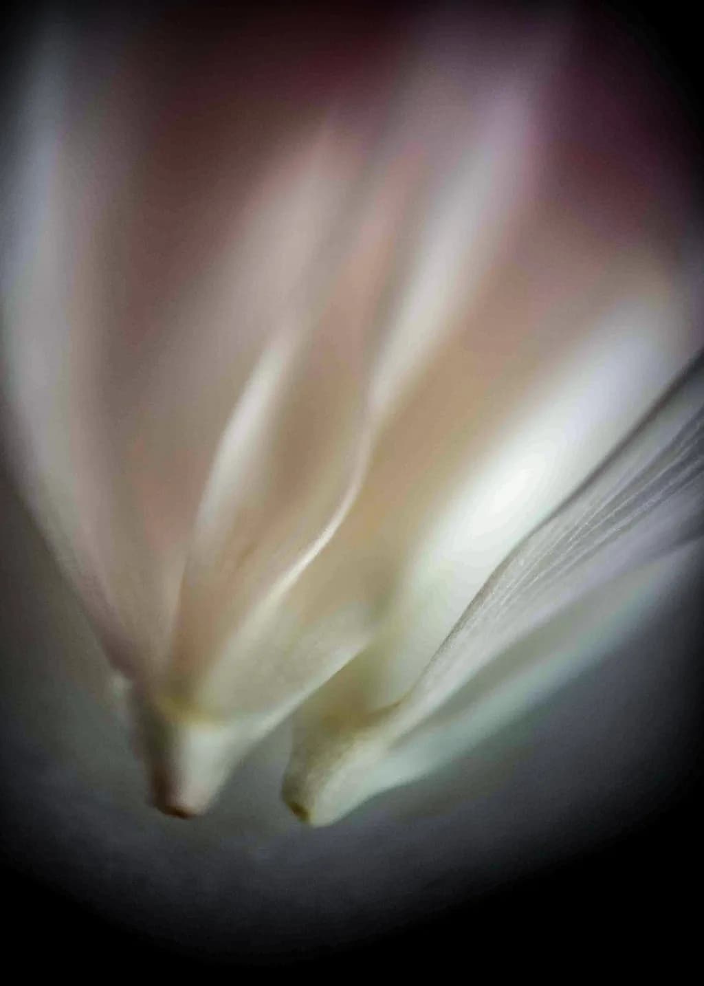 Pale Pink Petals