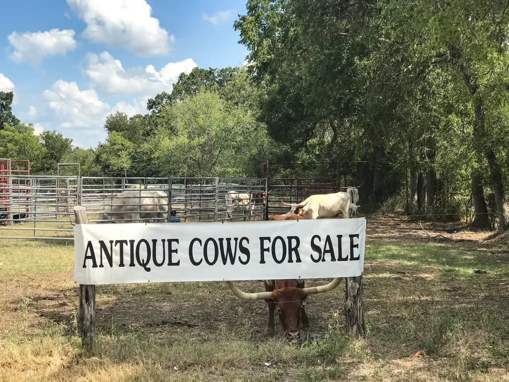 Antique Cows for Sale!!!