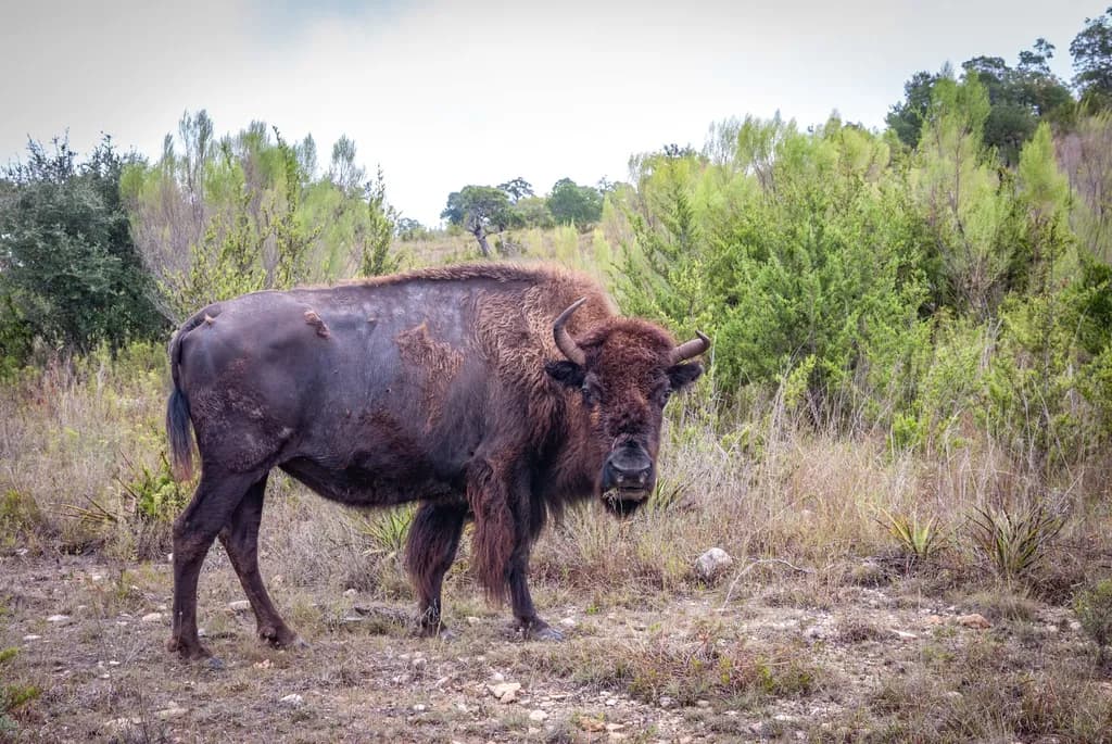 Texas Bison Encounter