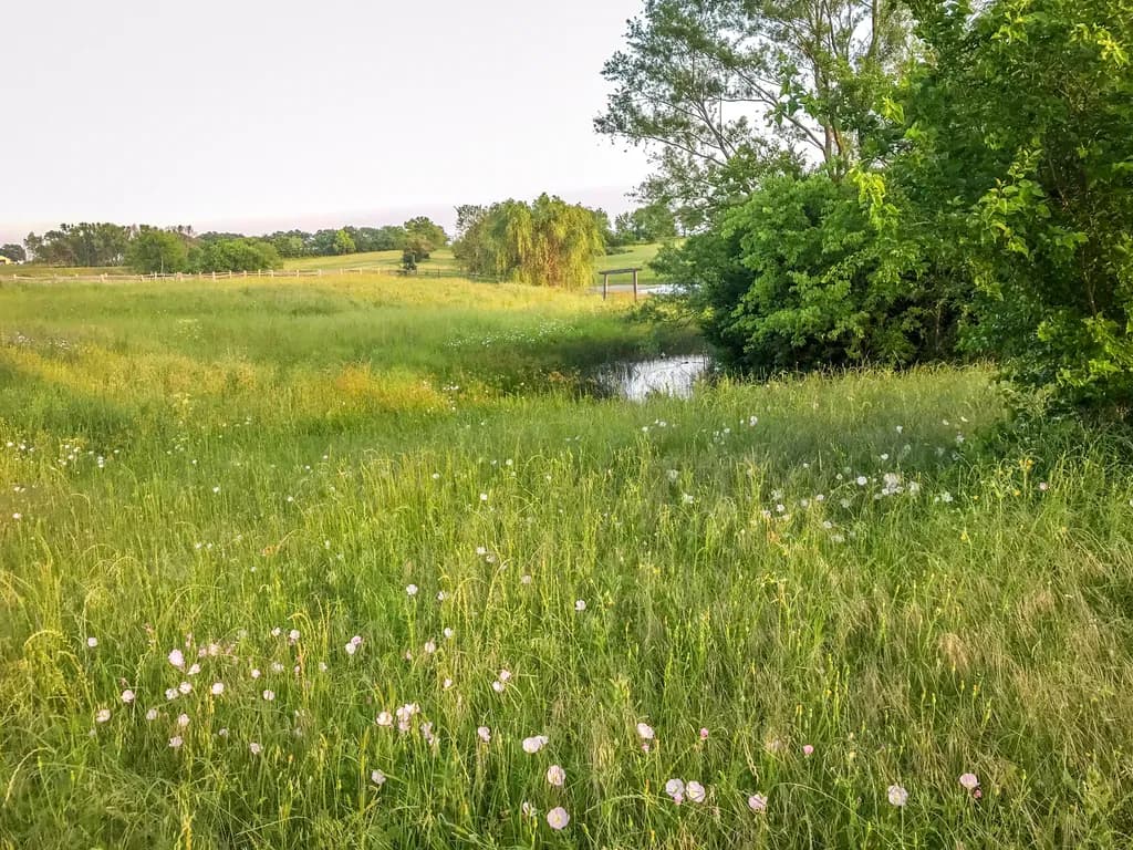 Meadow Reflections