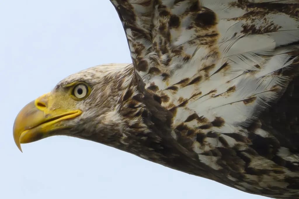 Majestic Flight: The Eagle's Grace in Nature's Embrace