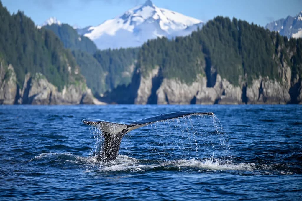 Majestic Whale Tail: A Dance of Nature Beneath Snow-Capped Peaks