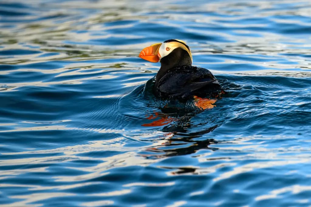 Majestic Puffin Gliding Through Serene Waters