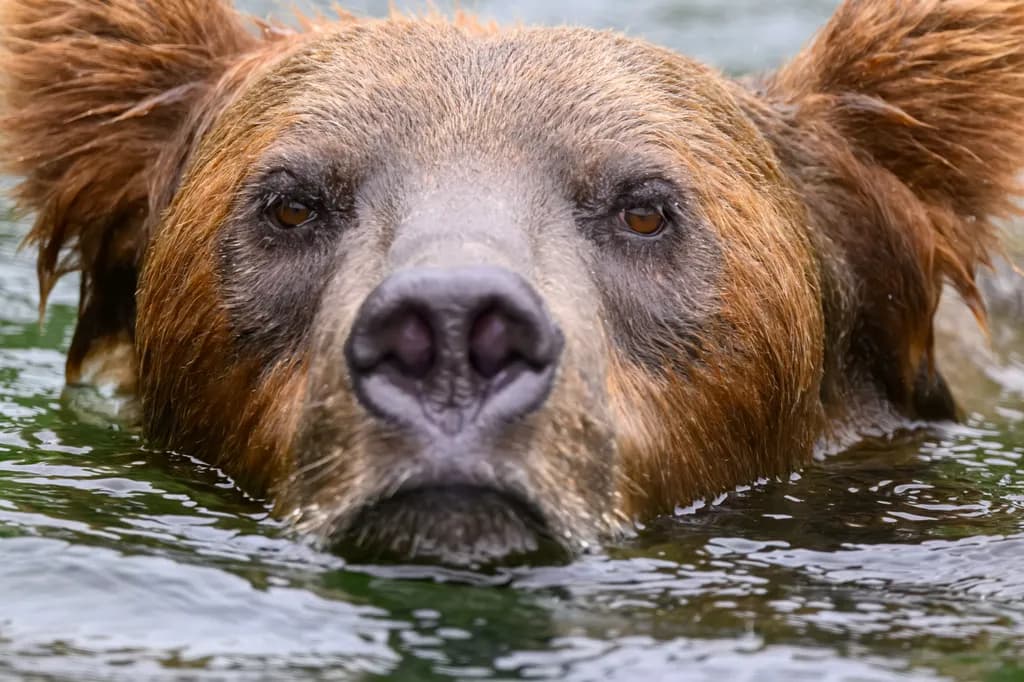 Majestic Grizzly: A Close Encounter with Nature's Gentle Giant