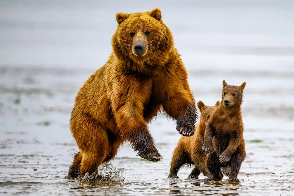 Majestic Grizzly: A Dance of Nature with Cubs in the Wild