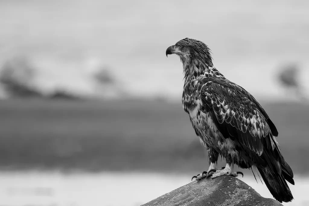 Majestic Eagle: A Black-and-White Portrait of Nature's Majesty