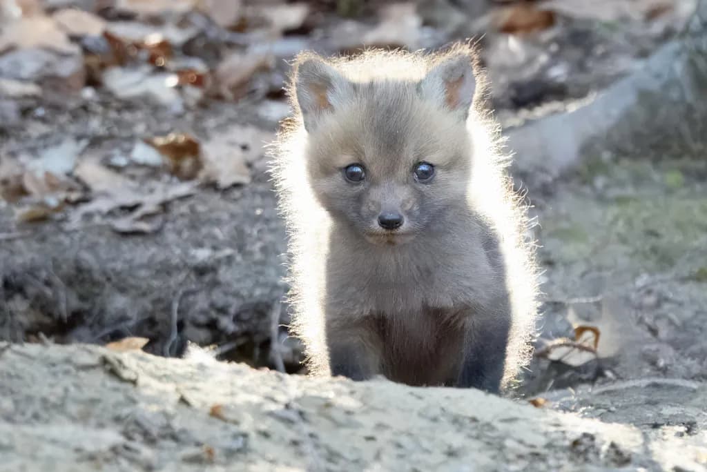Whispers of the Wild: A Young Fox's Innocent Gaze in Nature's Embrace