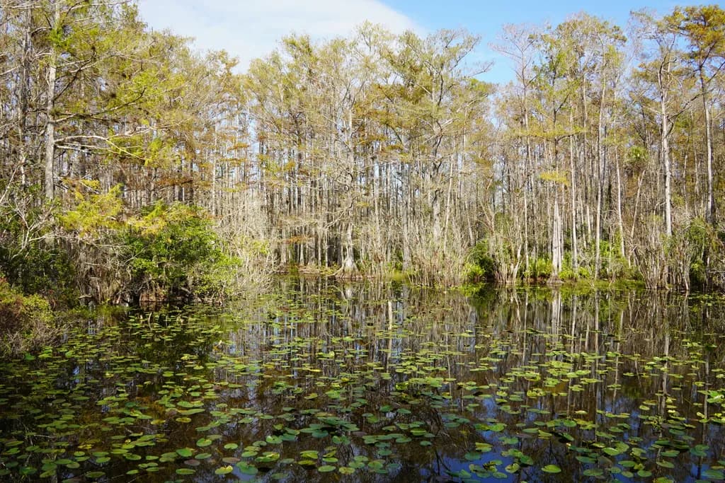 Lily Pad Refuge