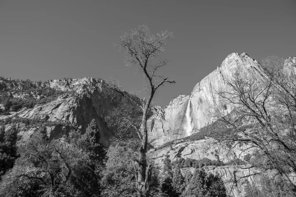 Upper Falls w/ Tree - Yosemite