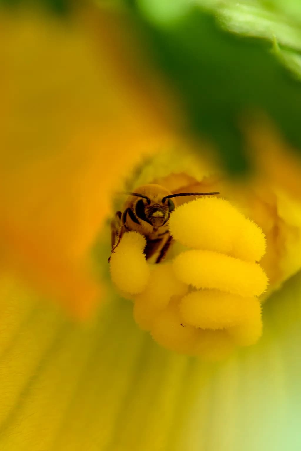 Bee's Bliss