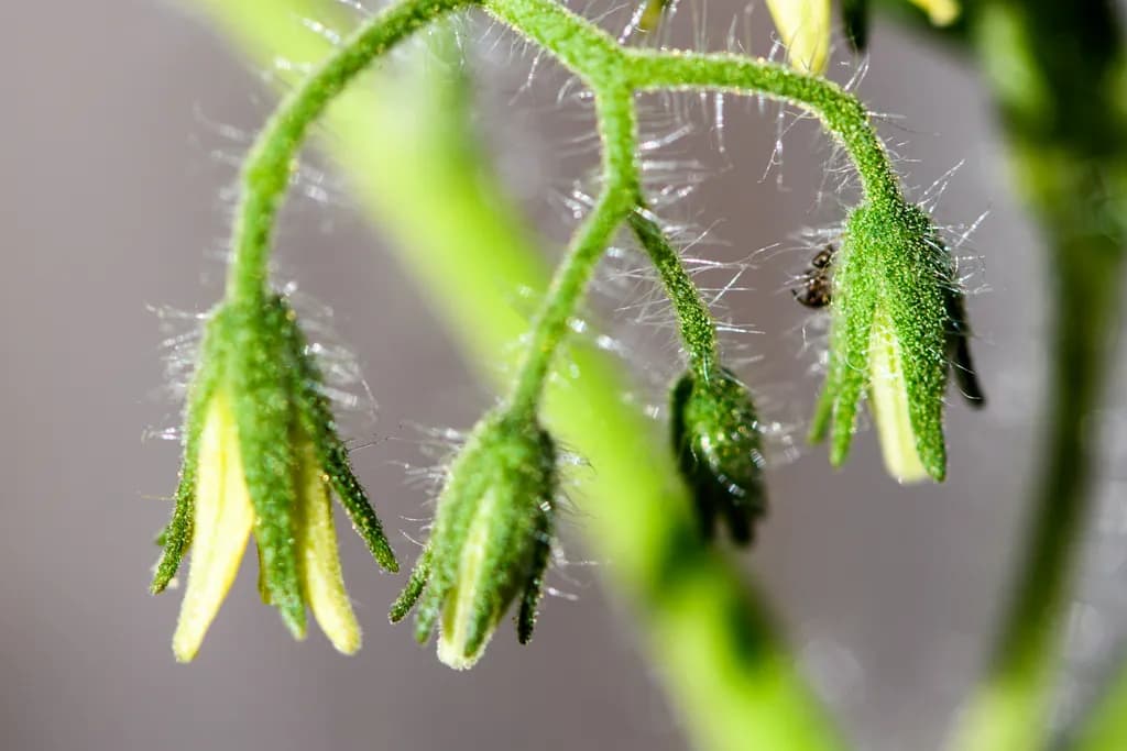 Fuzzy Beginnings