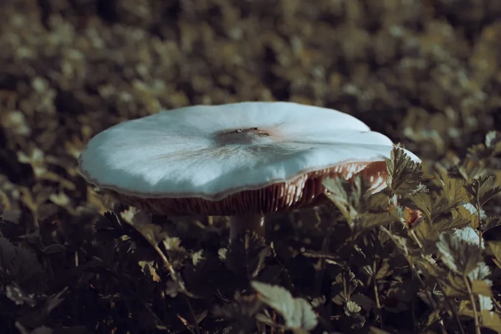 Mushroom Magic