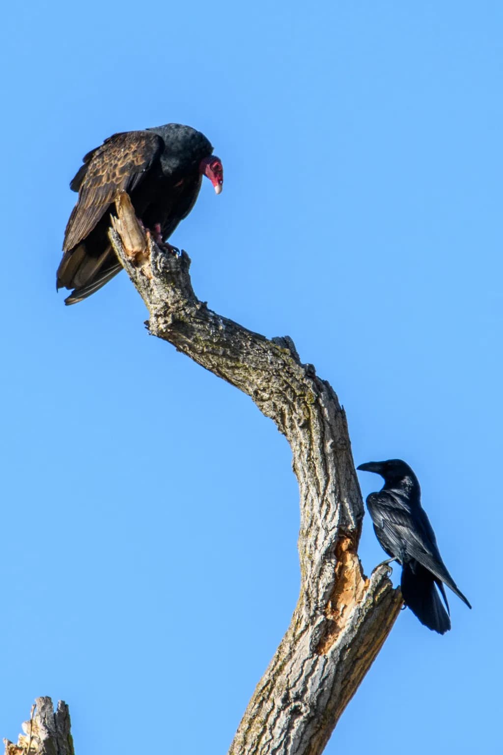 Perched Pair