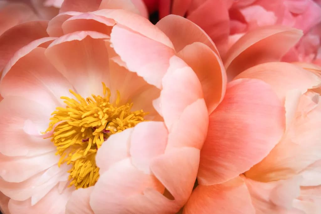 Whispers of Pink Petals: A Close-Up Journey into Nature's Beauty