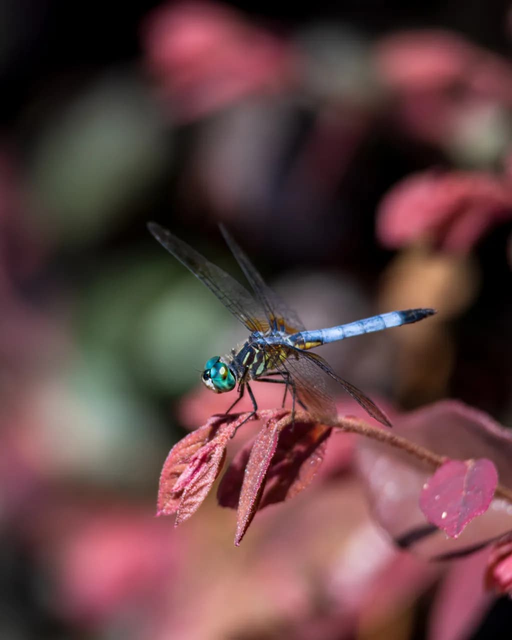 Whispers of Nature: A Dragonfly's Dance Among Autumn Leaves