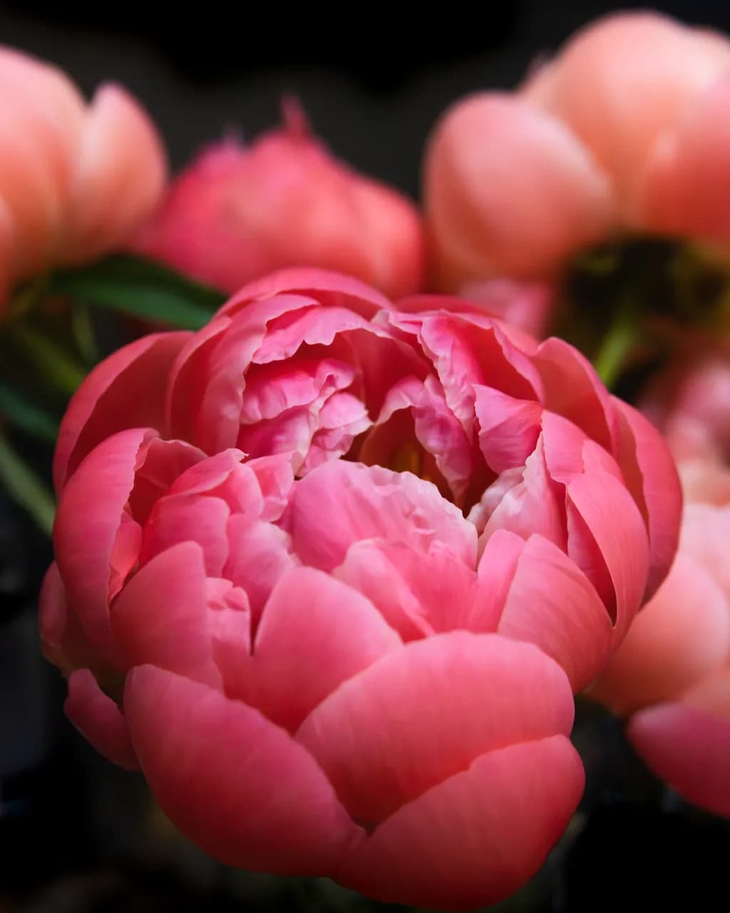 Whispers of Pink Petals: A Floral Embrace in Nature's Beauty