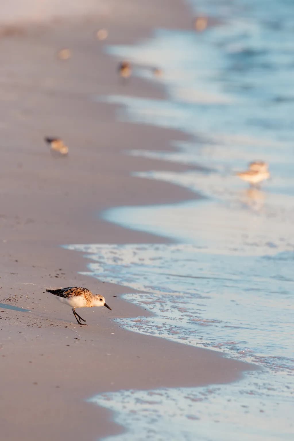 Whispers of the Shore: A Playful Sandpiper's Dance Along the Tides